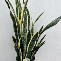 観葉植物　サンスベリア　ローレンチー