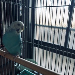 セキセイインコ🦜