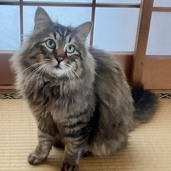 家族が決まりました☺︎ 【キジトラ 長毛】2歳半 男の子  キーくん