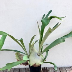 観葉植物　コウモリラン　ビカクシダ