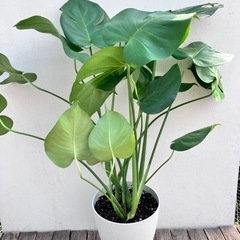 観葉植物　モンステラ　