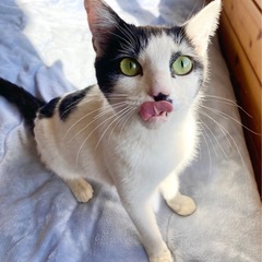 生後10ヶ月　メス　健美猫　パンダちゃん　甘えん坊　避妊手術済