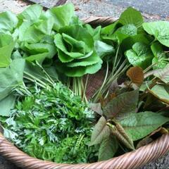 山菜や薬草の知識を持っている方