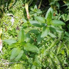 山菜や薬草の知識を持っている方 - 杉並区