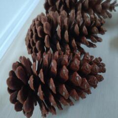 【松ぼっくり】色々サイズの画像