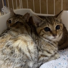 4ヶ月♡キジサビmixのスーパーキュートちゃん！避妊済み - 猫