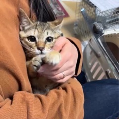 4ヶ月♡キジサビmixのスーパーキュートちゃん！避妊済み − 東京都