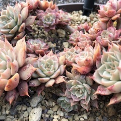 グラプトベリア　マーガレットレッピン　多肉植物