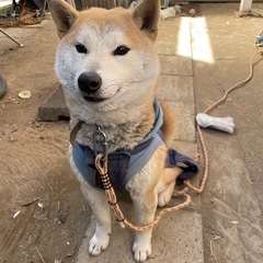 外飼いの柴犬　1歳9ヶ月