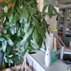 パキラ（観葉植物）