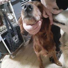 大型犬里親募集します！