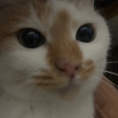 美猫　三毛猫 - 唐津市