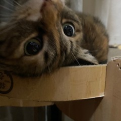 🐱エアークチャクチャ👄するういちゃん🐱 - 猫