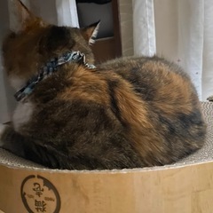 🐱エアークチャクチャ👄するういちゃん🐱 − 福岡県
