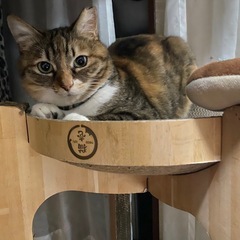 🐱エアークチャクチャ👄するういちゃん🐱 - 田川郡