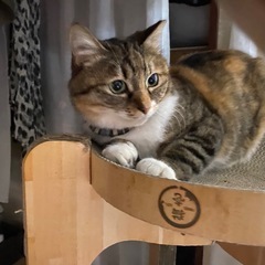 🐱エアークチャクチャ👄するういちゃん🐱