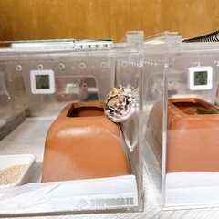 関東でペット友達、爬虫類友達募集！ − 東京都
