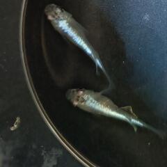㊗️今年の種親に【青蝶ダルマ】１ペア