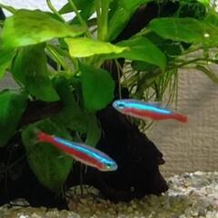 【熱帯魚】カージナルテトラ　2匹
