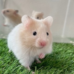 丸顔黒目クリーム長毛ハムスター♂1♀1