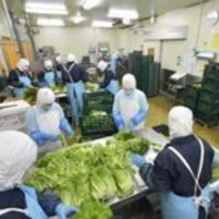 【増員募集】◎野菜工場でライン作業、一次加工のお仕事の画像