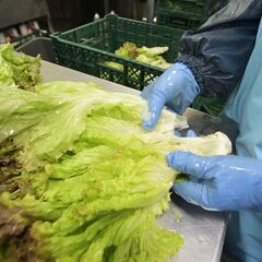【増員募集】◎野菜工場でライン作業、一次加工のお仕事の画像