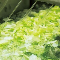 【増員募集】◎野菜工場でライン作業、一次加工のお仕事の画像