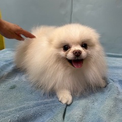 引退犬の里親募集★ポメラニアンのふじやくん★ - 小牧市
