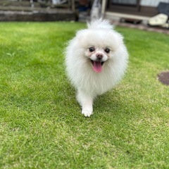 引退犬の里親募集★ポメラニアンのふじやくん★ - 犬