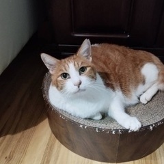 茶白の男の子