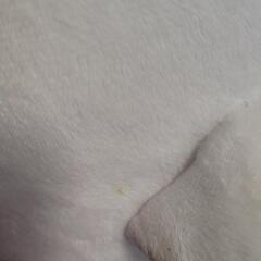 すみっコぐらし　しろくま　ぬいぐるみの画像