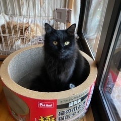 里親さま決定⭐️黒猫半長毛むっちゃん抱っこ好きオス