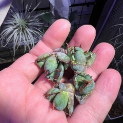 アガベBB天芽