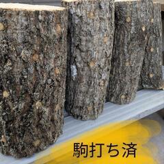 椎茸　ホダ木　4本セットの画像