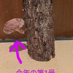 椎茸　ホダ木　4本セットの画像