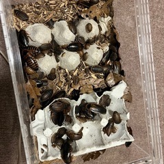 デュビア　コロニー