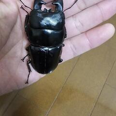 アルキデスヒラタクワガタ♂2♀1