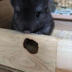 (現在保留中)チンチラ赤ちゃん　ブラック - その他