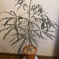 商談中  アラレア グリーンエレガンス
