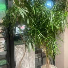 観葉植物3個商品説明読んでください