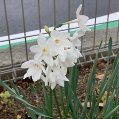 本庄造園