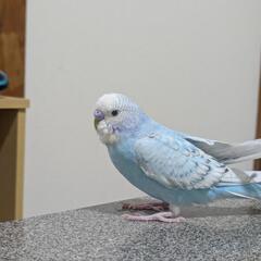 保護鳥のセキセイインコです − 群馬県