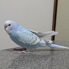 保護鳥のセキセイインコです - 邑楽郡