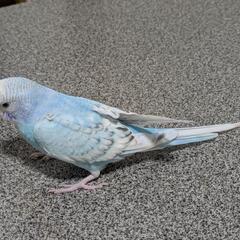 保護鳥のセキセイインコです - その他