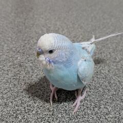保護鳥のセキセイインコです
