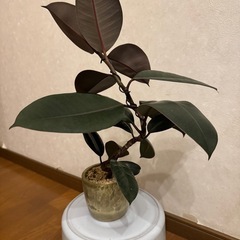 商談中  フィカス  ゴムの木曲がりの画像
