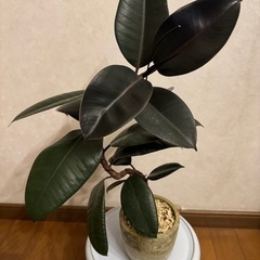 商談中  フィカス  ゴムの木曲がりの画像