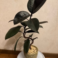 商談中  フィカス  ゴムの木曲がりの画像