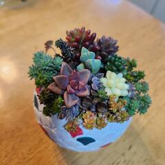 多肉植物 寄せ植