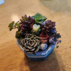 多肉植物の寄せ植